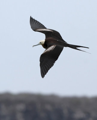 Great Frigatebird - Fregata minor ssp. ridgwayi