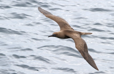 Red-footed Booby (Sula sula)