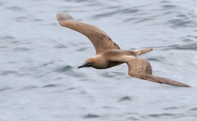 Red-footed Booby (Sula sula)