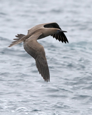 Red-footed Booby (Sula sula)