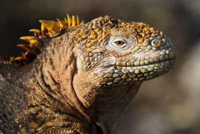 Galapagos Land Iguana (Conolophus subcristatus) 