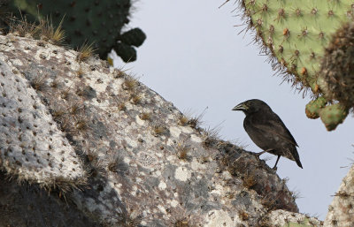 Common Cactus-Finch - Geospiza scandens ssp. intermedia