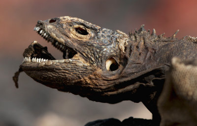 Galapagos Land Iguana (Conolophus subcristatus) 