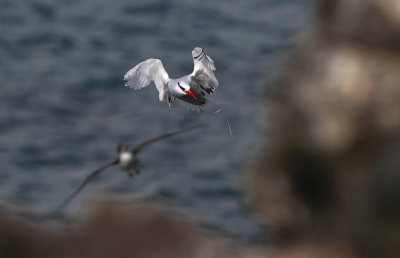 Red-billed Tropicbird - Phaethon aethereus ssp. mesonauta