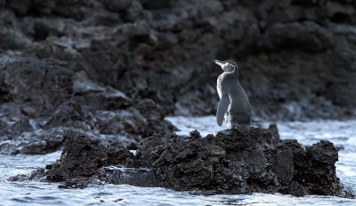 Galapagos Penguin (Spheniscus mendiculus)