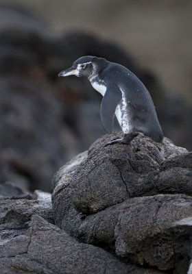Galapagos Penguin (Spheniscus mendiculus)