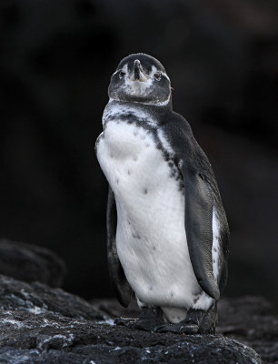 Galapagos Penguin (Spheniscus mendiculus)