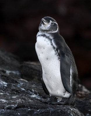 Galapagos Penguin (Spheniscus mendiculus)