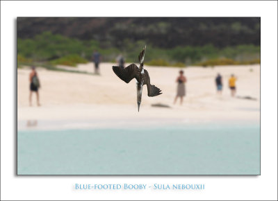 Blue-footed Booby - Sula-nebouxii
