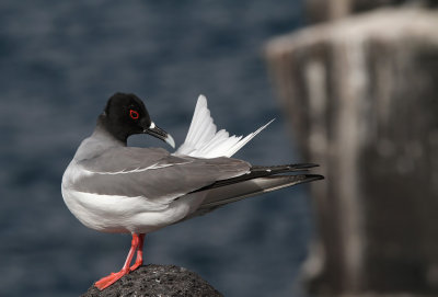 Swallow-tailed Gull (Creagrus furcatus)