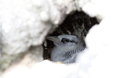 Red-billed Tropicbird - Phaethon aethereus ssp. mesonauta