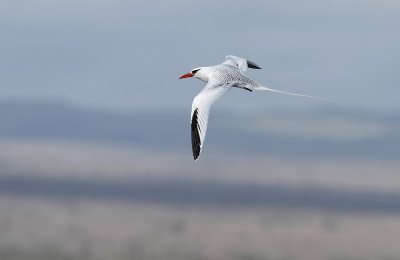 Red-billed Tropicbird - Phaethon aethereus ssp. mesonauta