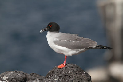 Swallow-tailed Gull (Creagrus furcatus)