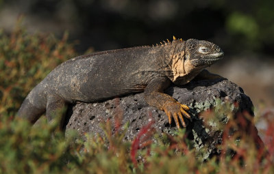 Galapagos Land Iguana (Conolophus subcristatus) 