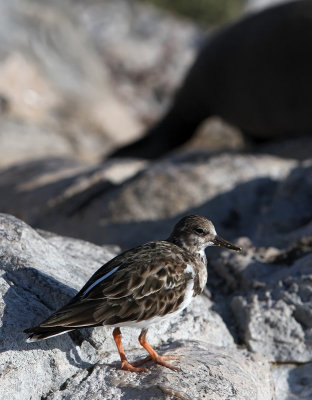 Ruddy Turnstone (Arenaria interpres)