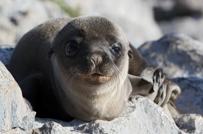 Galápagos Sea Lion - (Zalophus wollebaeki)