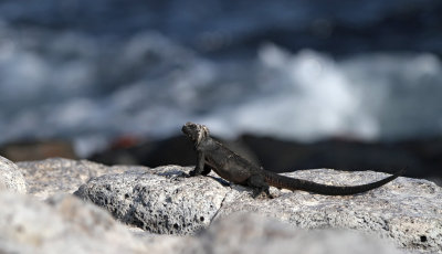 Marine Iguana - Amblyrhynchus cristatus ssp. hassi