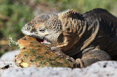 Galapagos Land Iguana (Conolophus subcristatus) 