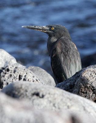 Lava Heron (Butorides sundevalli)