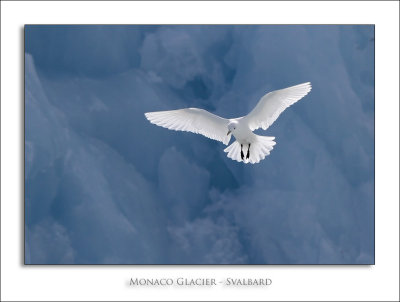 Monaco Glacier - Svalbard