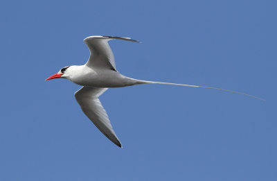 Red-billed Tropicbird - Phaethon aethereus ssp. mesonauta