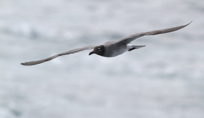 Lava Gull (Leucophaeus fuliginosus)