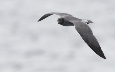 Lava Gull (Leucophaeus fuliginosus)