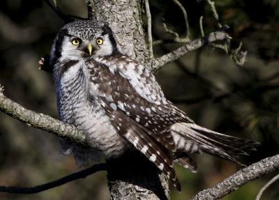 Høgeugle - (Surnia ulula) - Northern Hawk-owl