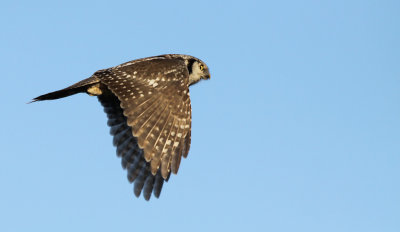 Høgeugle - (Surnia ulula) - Northern Hawk-owl