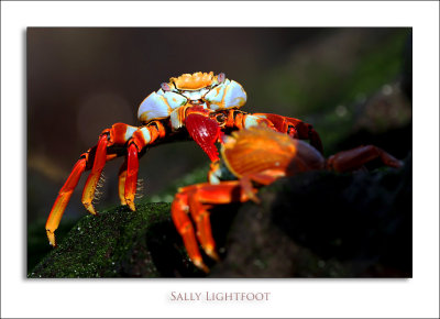 Sally Lightfoot