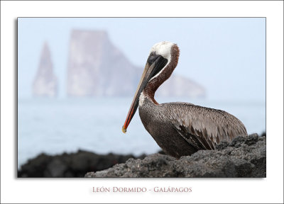 León Dormido - Galápagos