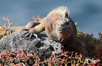Marine Iguana - Amblyrhynchus cristatus ssp. hassi