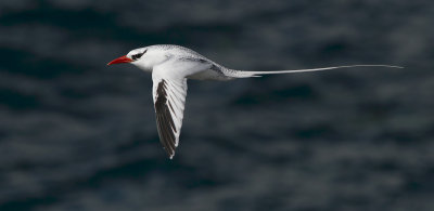 Red-billed Tropicbird - Phaethon aethereus ssp. mesonauta