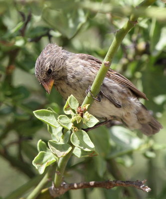 Small Ground Finch (Geospiza fuliginosa)