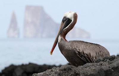 Brown Pelican (Pelecanus occidentalis) ssp. urinator