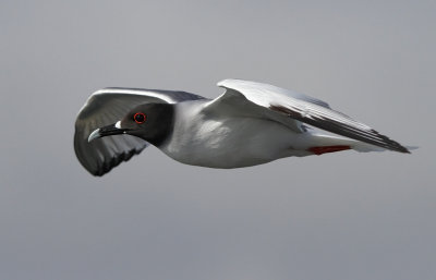 Swallow-tailed Gull (Creagrus furcatus)