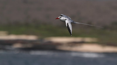 Red-billed Tropicbird - Phaethon aethereus ssp. mesonauta