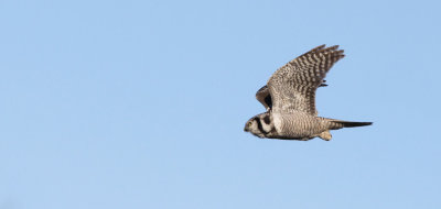 Høgeugle - (Surnia ulula) - Northern Hawk-owl