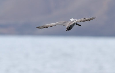 Lava Gull (Leucophaeus fuliginosus)
