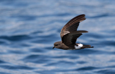 Elliot's Storm Petrel - Oceanites gracilis ssp. galapagoensis