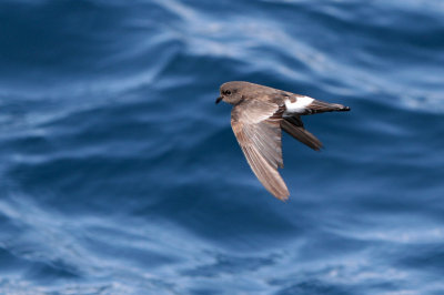 Elliots Storm Petrel - Oceanites gracilis ssp. galapagoensis