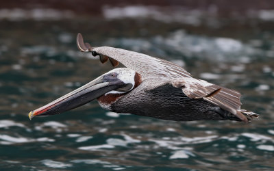 Brown Pelican (Pelecanus occidentalis) ssp. urinator
