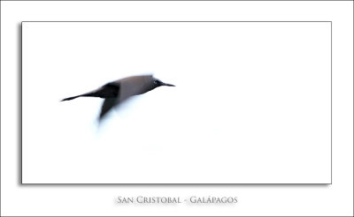 San Cristobal - Galápagos