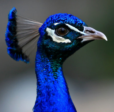 g2/33/776733/3/149243482.uoE3a7a1.jpg