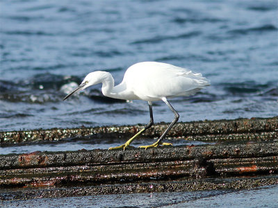 Little Egret, Silkeshger, Egretta garzetta