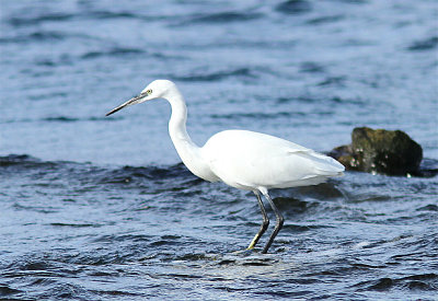 Little Egret, Silkeshger, Egretta garzetta