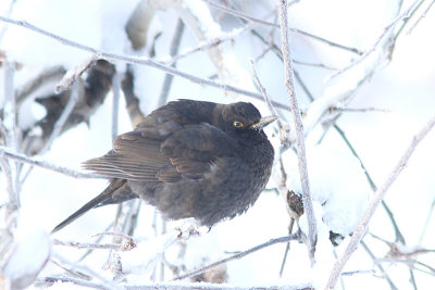 Blackbird, Koltrast, Turdus merula