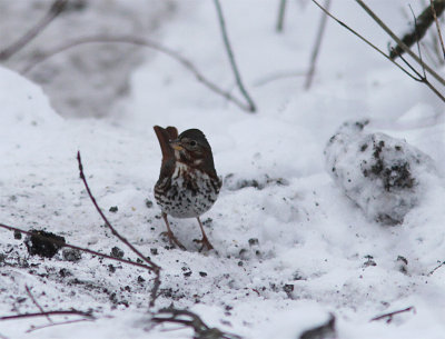 Fox Sparrow, Rvsparv, Passerella illaca