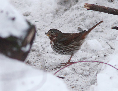 Fox Sparrow, Rävsparv, Passerella illaca