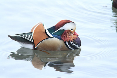 Mandarin Duck, Mandarinand, Aix galericulata